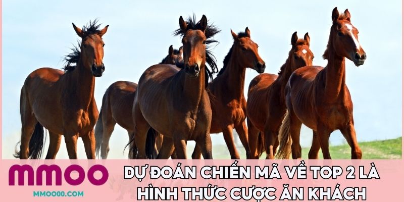 Dự đoán chiến mã về top 2 là hình thức cược ăn khách